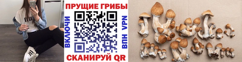 Псилоцибиновые грибы ЛСД  Купить закладки  Старая Купавна 